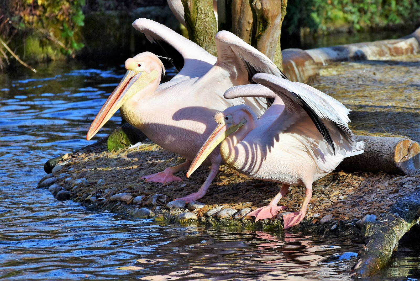 Nikon D7200 sample photo. Pelikan, water bird, pink photography