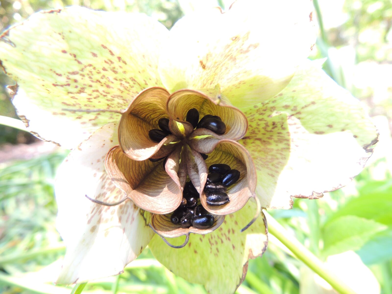 Nikon Coolpix P510 sample photo. Hellebore, seeds, flower photography