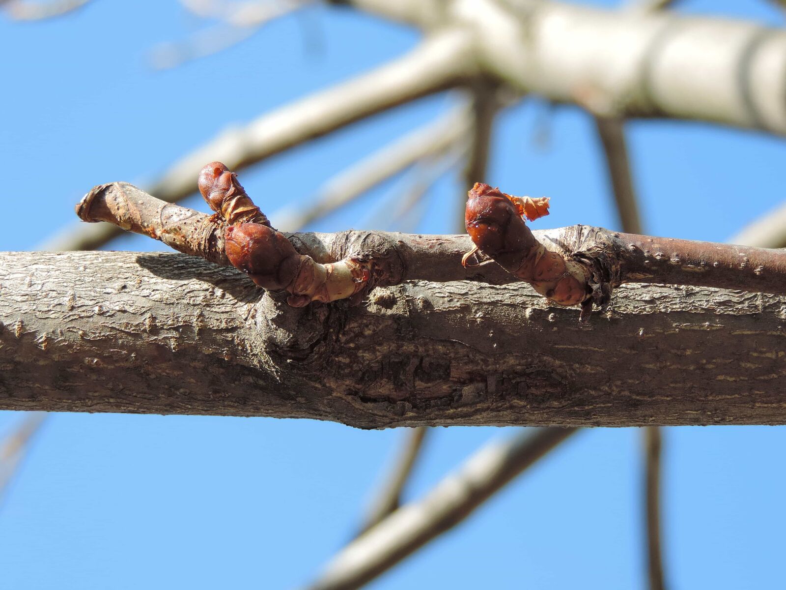 Nikon Coolpix P520 sample photo. Tree, wildlife, wood, outdoors photography