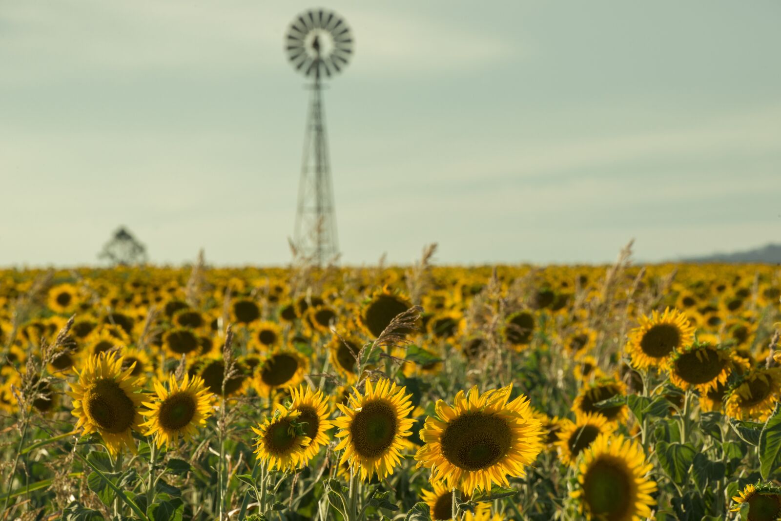 Nikon D800 sample photo. Field, nature, nobody photography