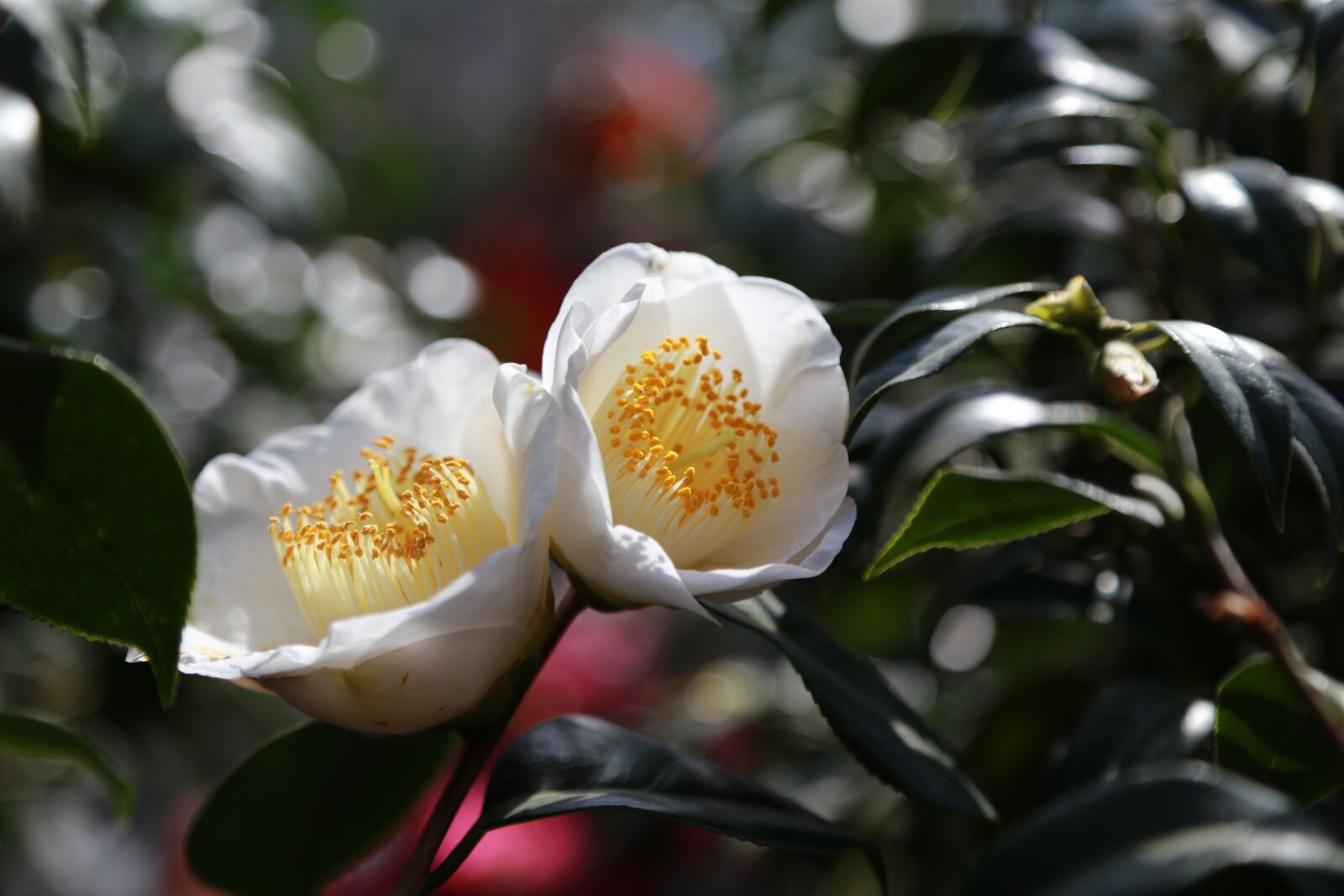 Canon EOS 6D + Canon EF 24-105mm F4L IS USM sample photo. Camellia, camellia flower, flowers photography