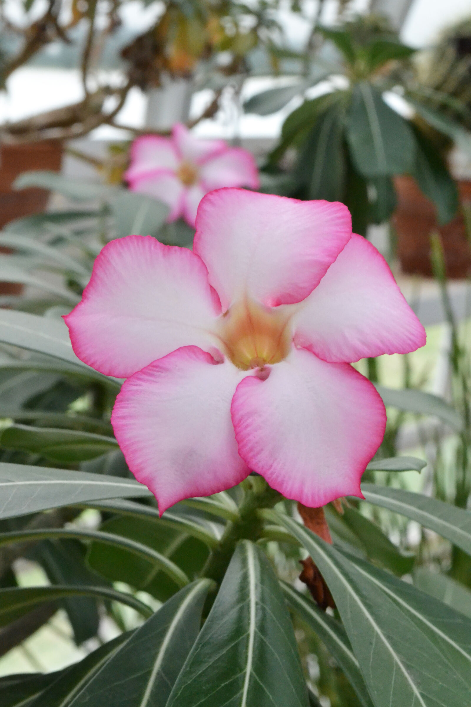 Nikon D3100 sample photo. Closeup, flower, green, pink photography