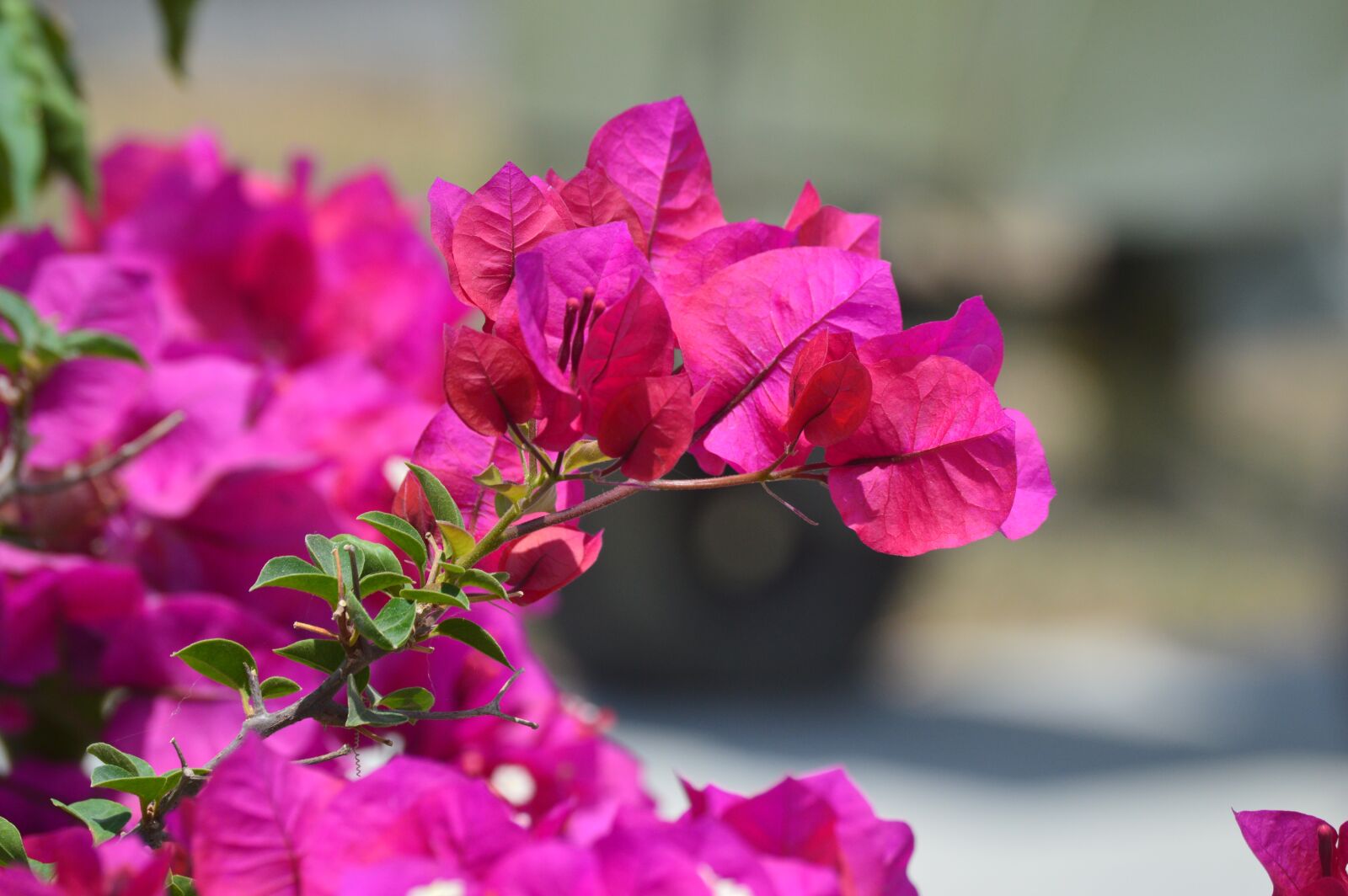 Nikon D3200 sample photo. Flowers photography