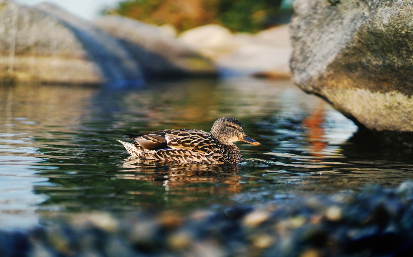 Sony a7 III sample photo. Wildlife, duck, mallard photography