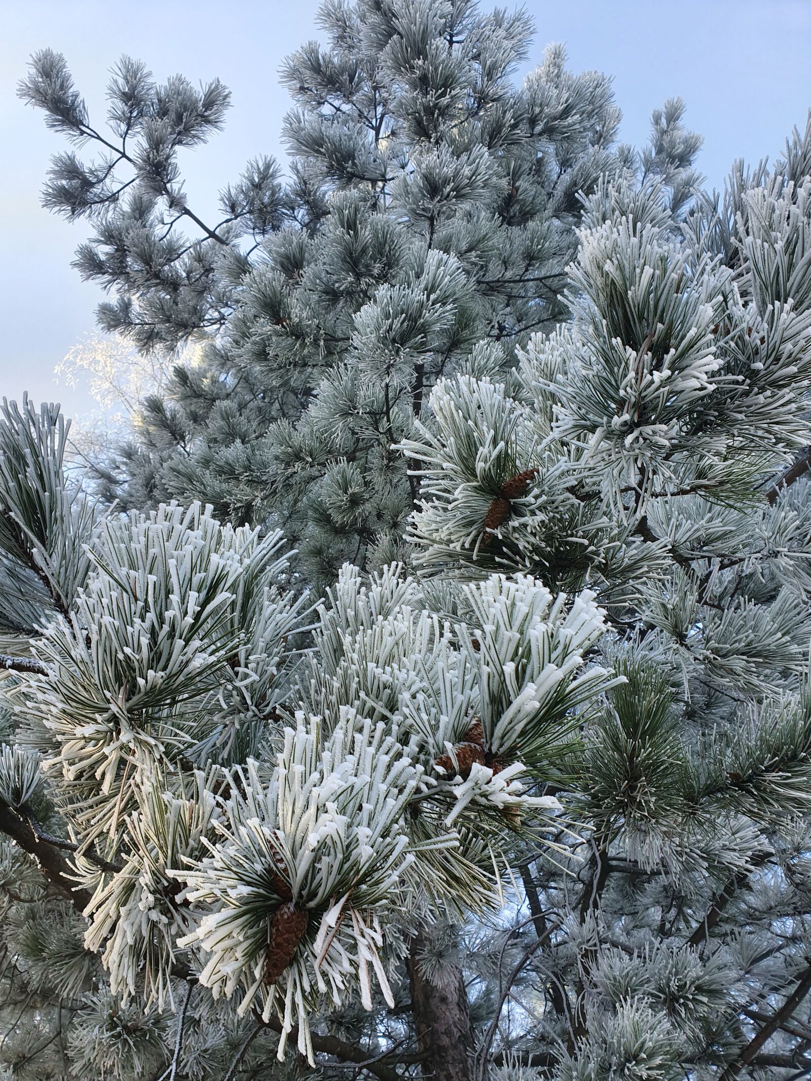 Samsung Galaxy S10e sample photo. Nature, pine, snow photography