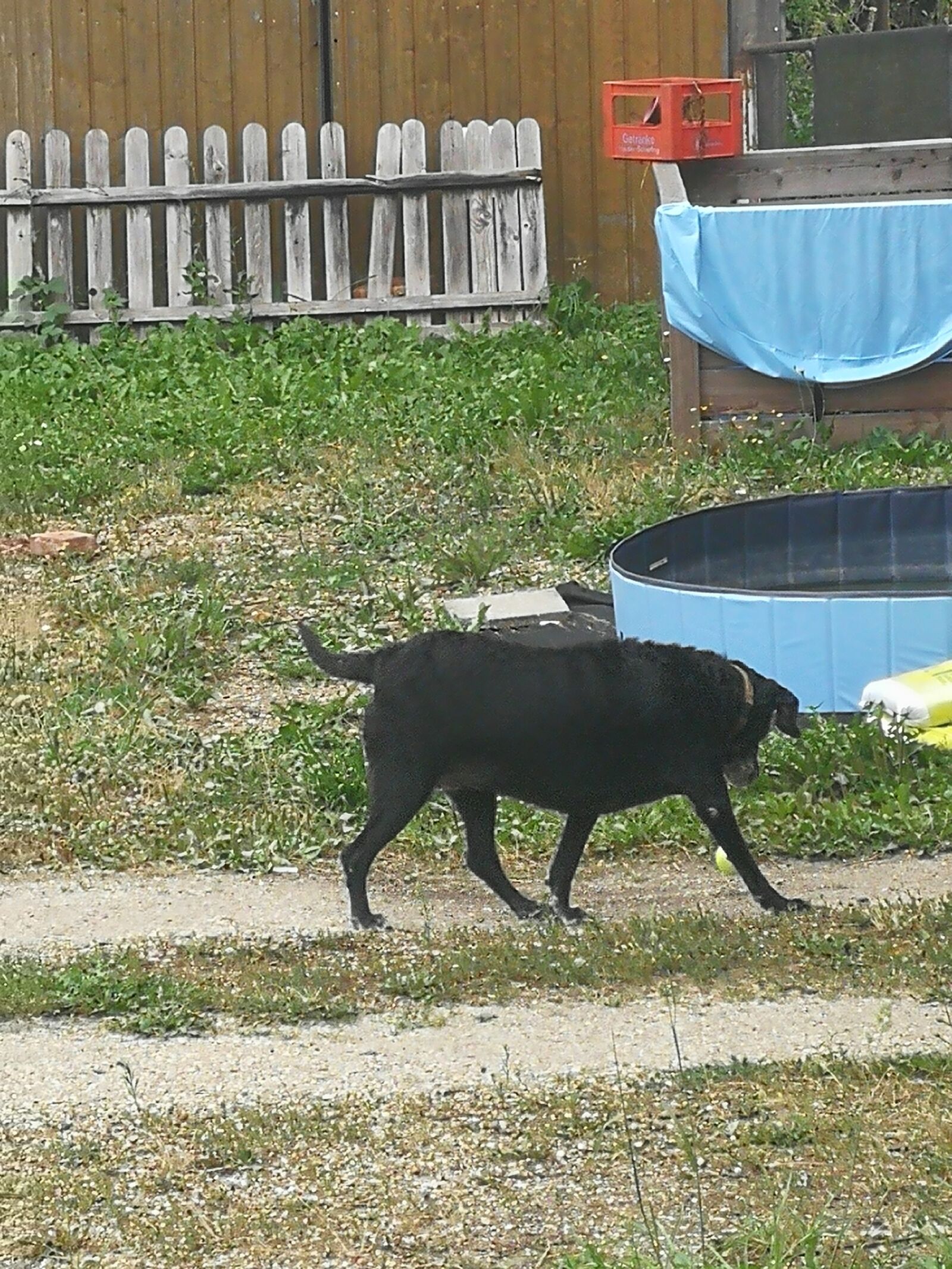 HUAWEI P10 sample photo. Labrador, black, dog photography
