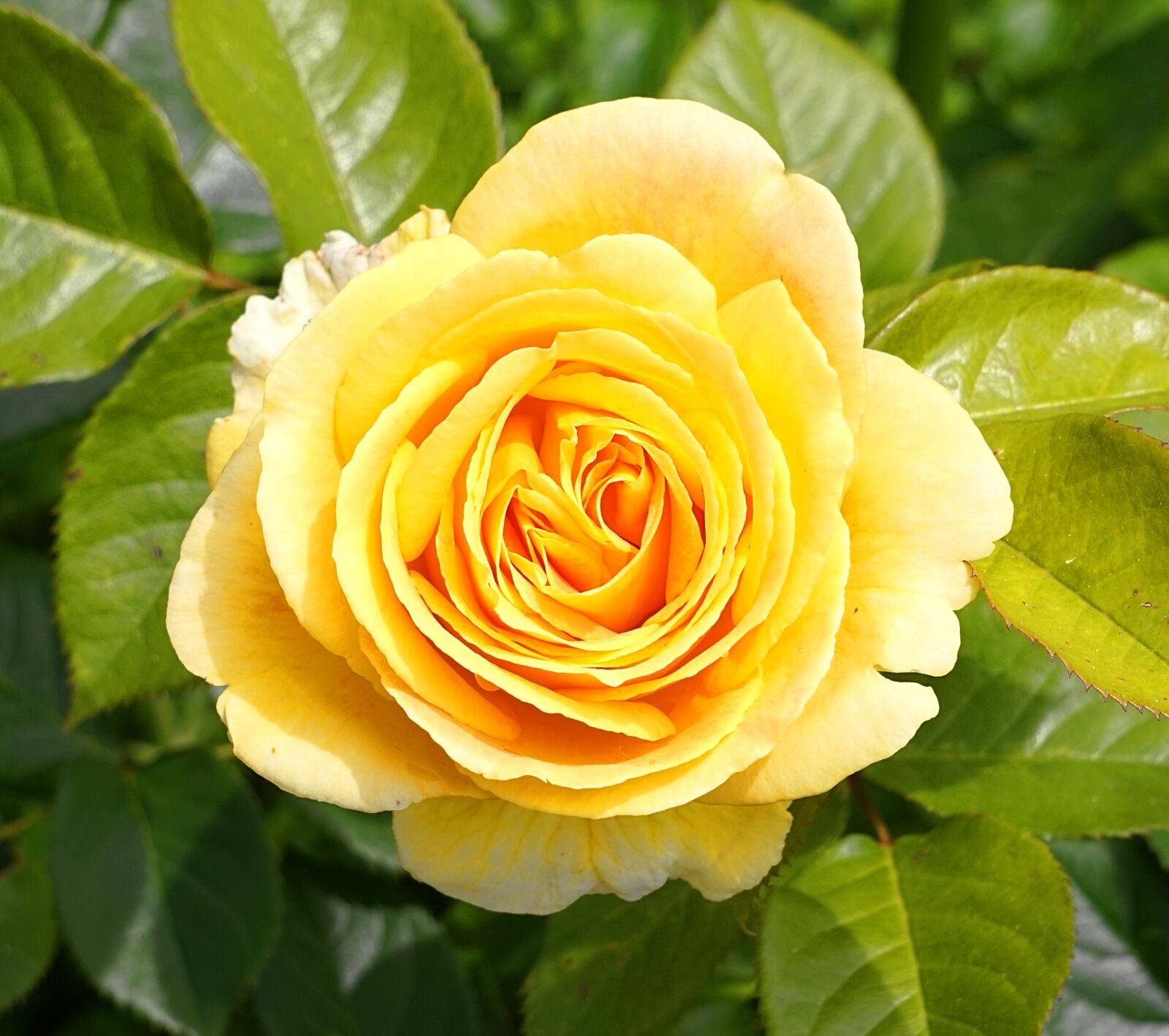 Sony Alpha a5000 (ILCE 5000) + Sony E 55-210mm F4.5-6.3 OSS sample photo. Rose, blossom, bloom photography
