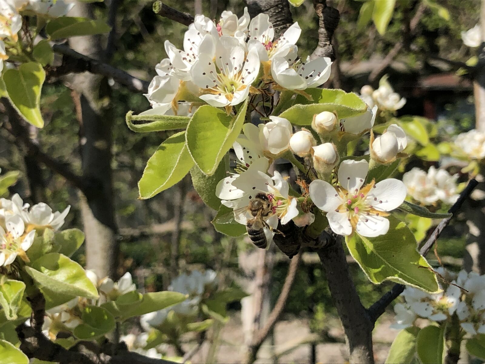 Apple iPhone 8 sample photo. Flower, tree, blooming photography