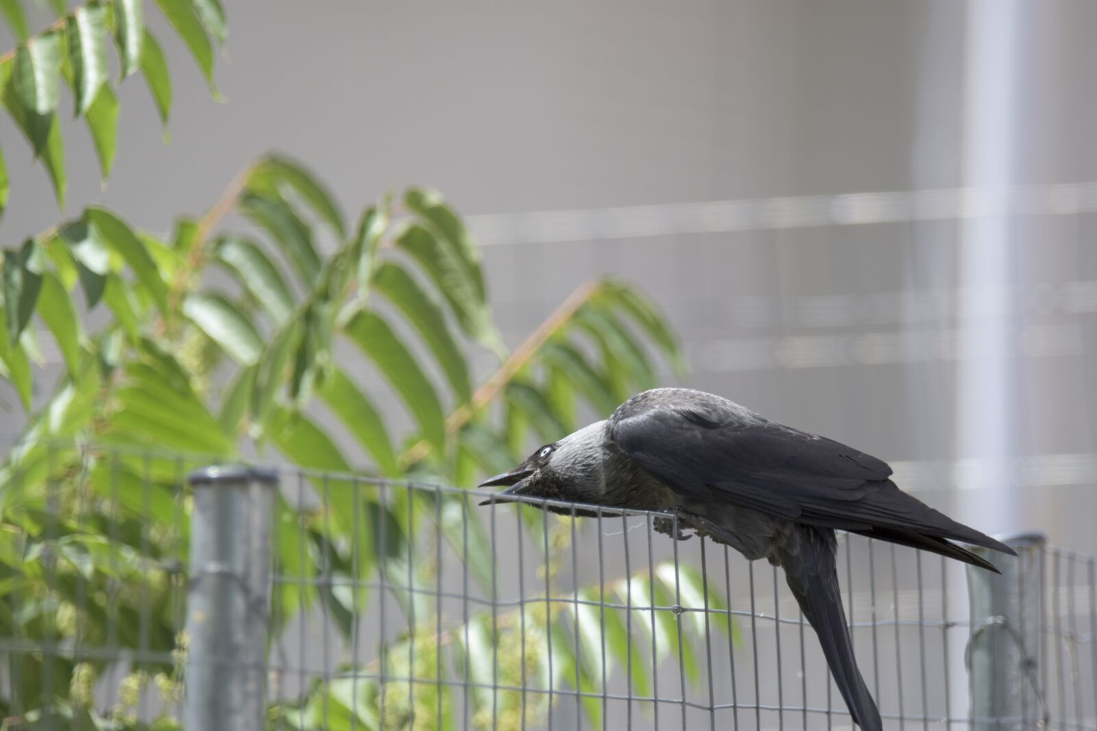 Nikon D7200 sample photo. Corvus cornix, play, bird photography
