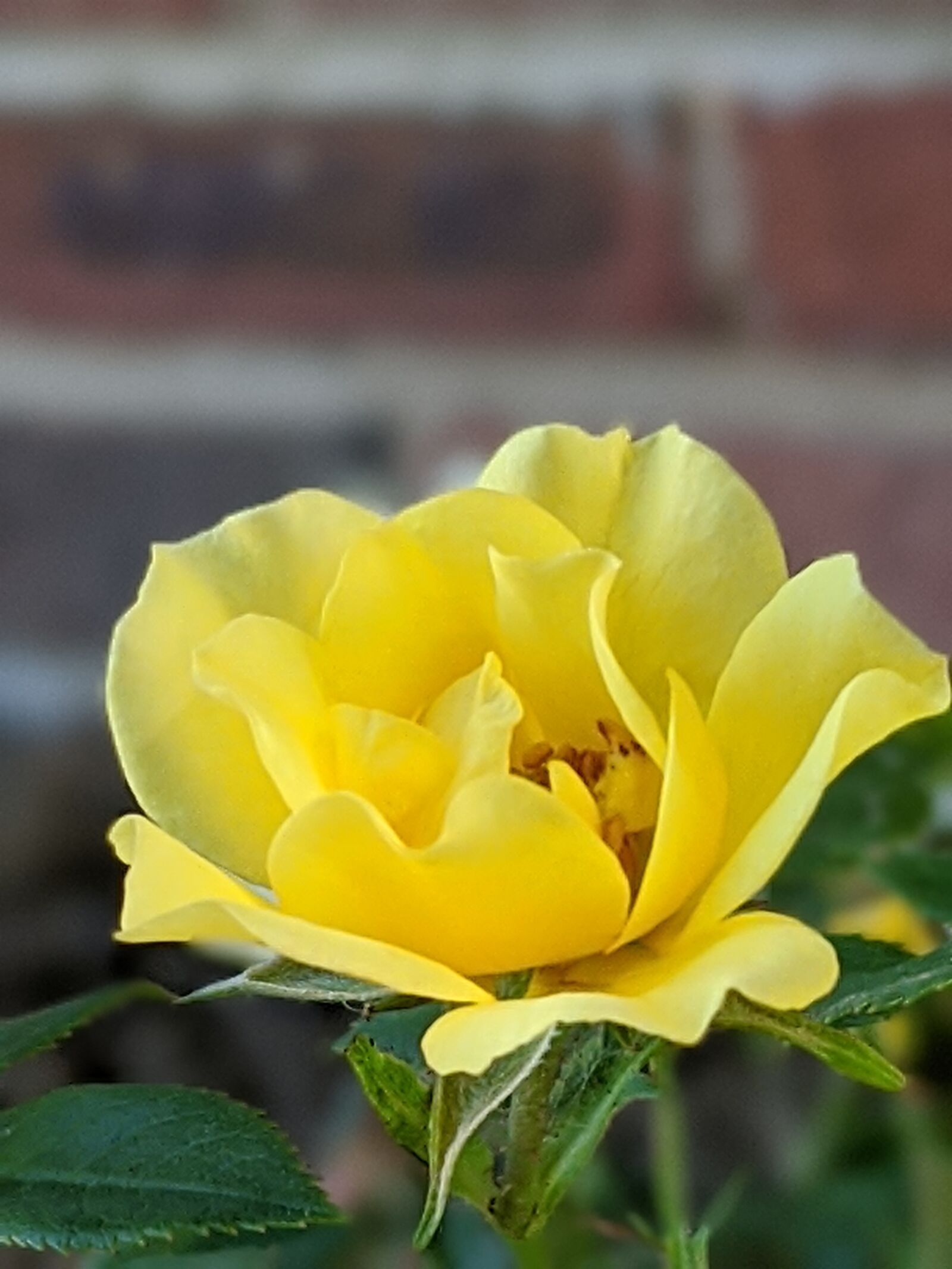 Google Pixel 3 XL sample photo. Flower, yellow, bloom photography
