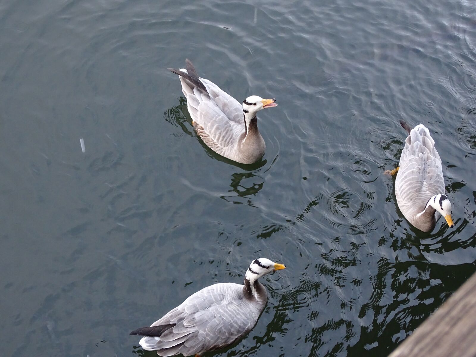 Sony Cyber-shot DSC-HX400V sample photo. Goose, duck, husokachna photography