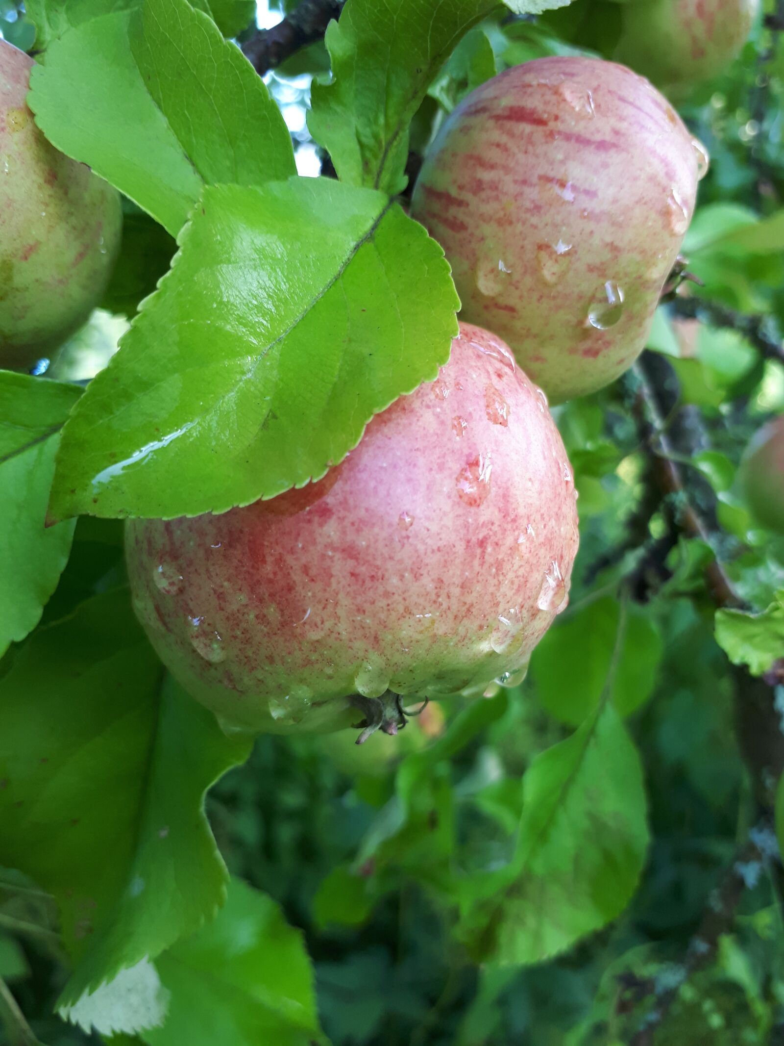 Samsung Galaxy A5(2017) sample photo. Latvia, apple, nature photography