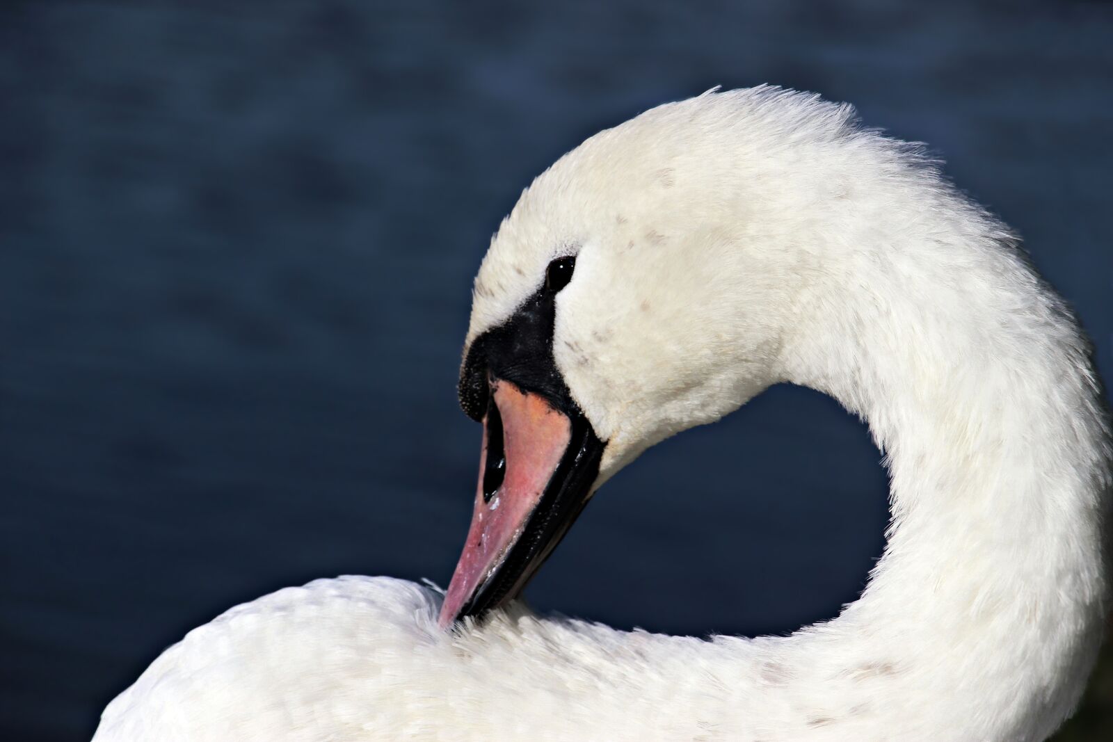 Canon EOS 100D (EOS Rebel SL1 / EOS Kiss X7) sample photo. Swan, water, nature photography