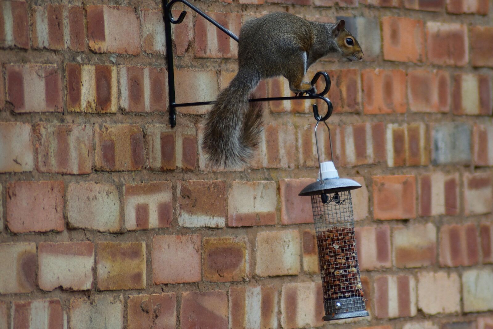 Nikon D3300 sample photo. Peanuts, sneaky, treerat photography