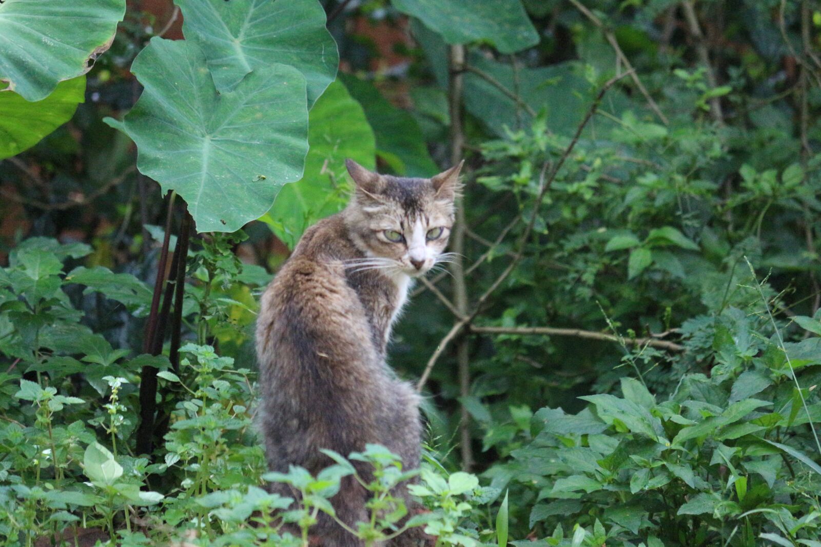 Canon EOS 700D (EOS Rebel T5i / EOS Kiss X7i) sample photo. Kitten, cat, nature photography