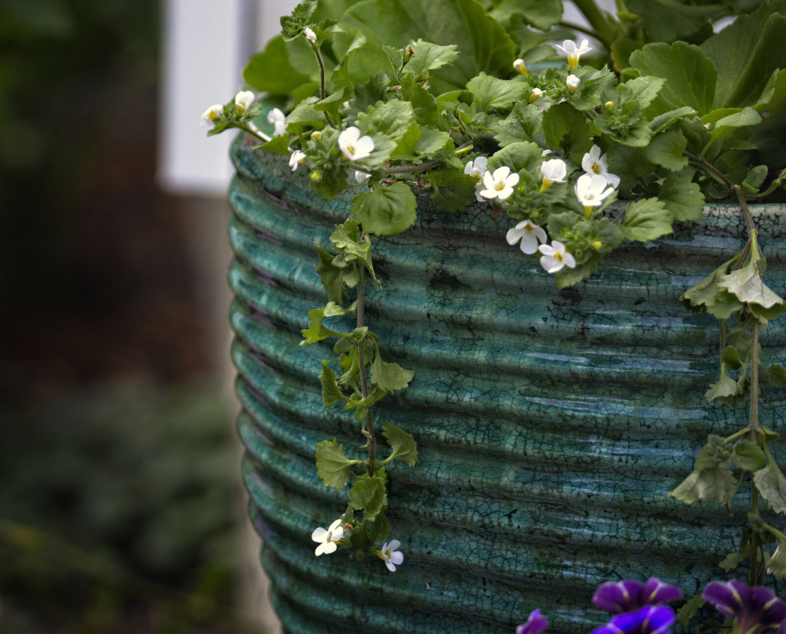 Nikon D3200 sample photo. Bacopa, flower, garden photography