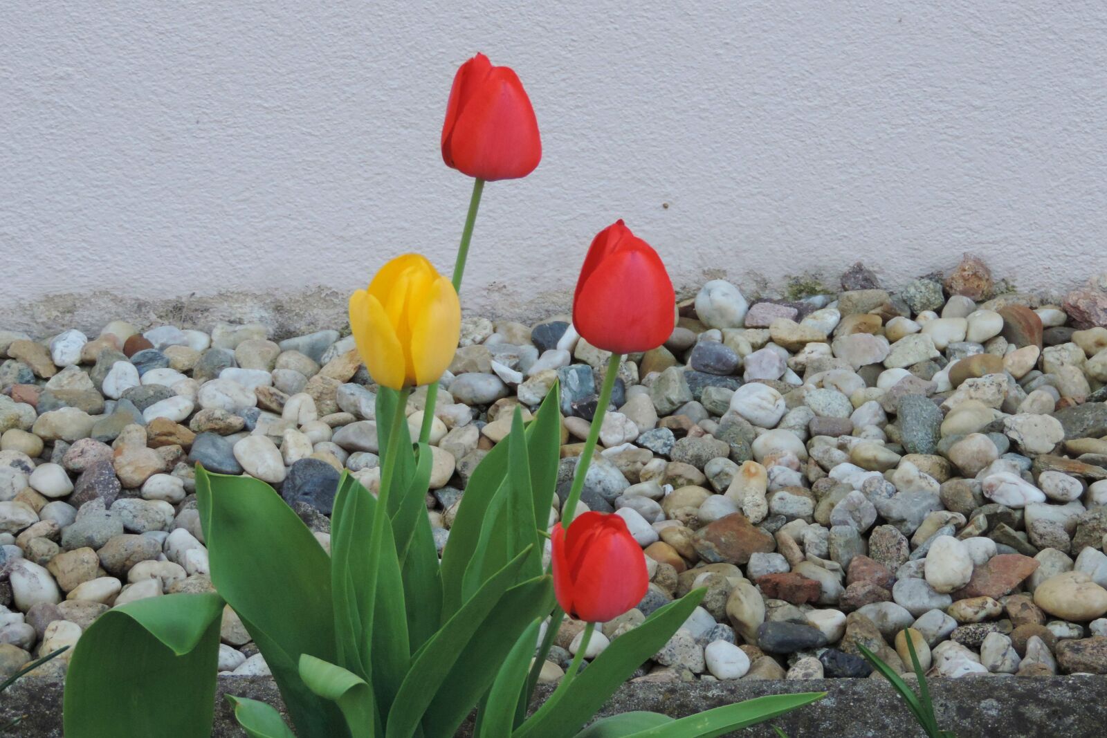 Nikon Coolpix P520 sample photo. Nature, summer, flower photography