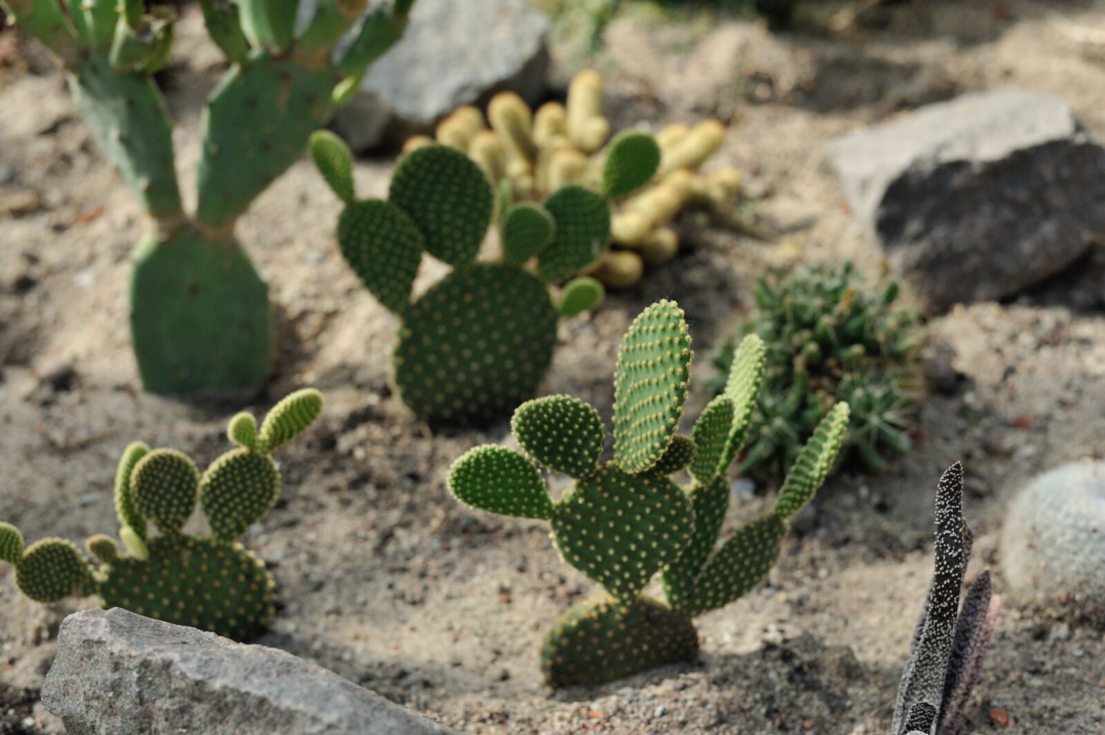 Nikon D700 sample photo. Cactus, plant, cacti photography