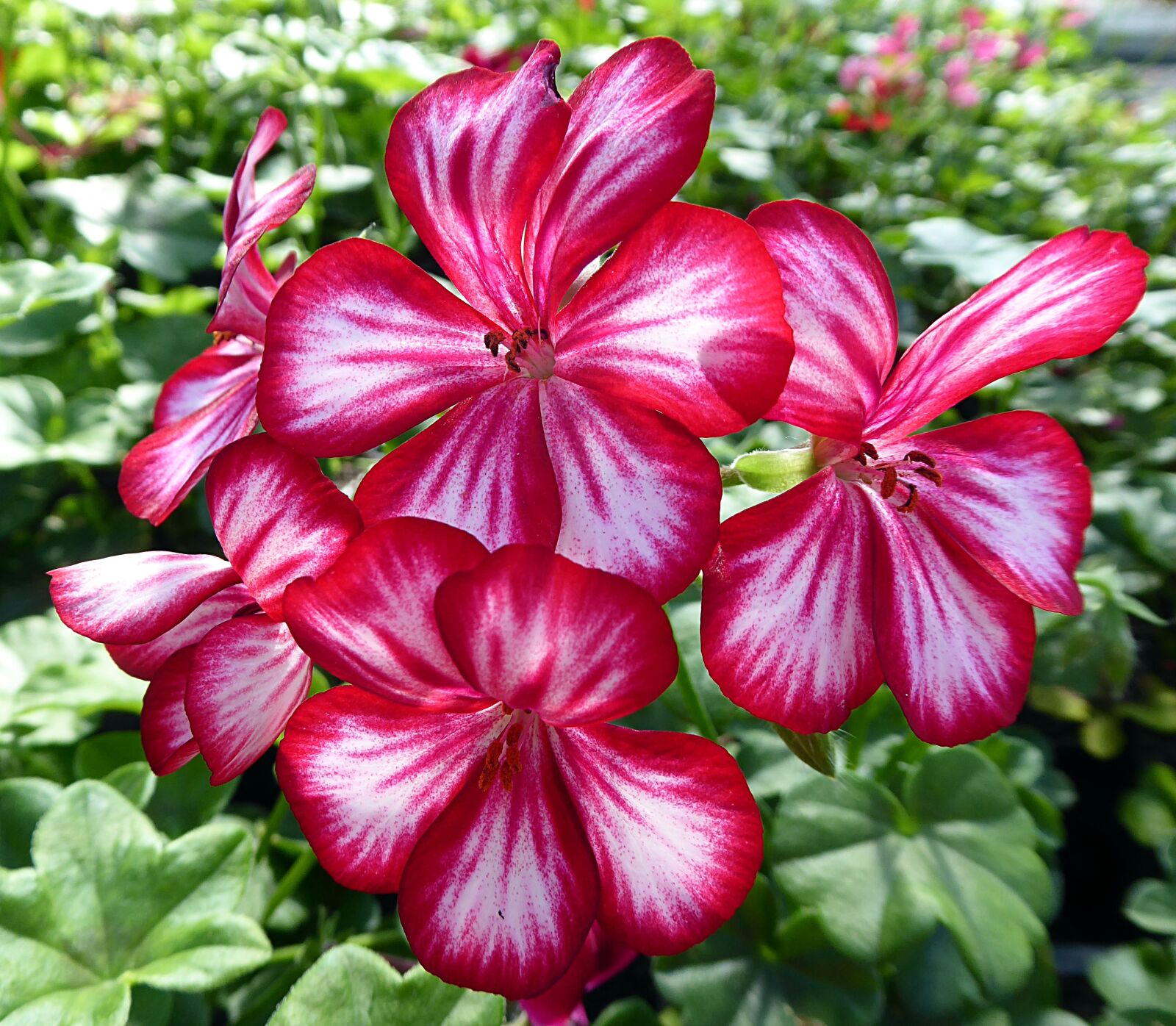 Panasonic Lumix DMC-ZS50 (Lumix DMC-TZ70) sample photo. Geranium, pelargonium, flower photography