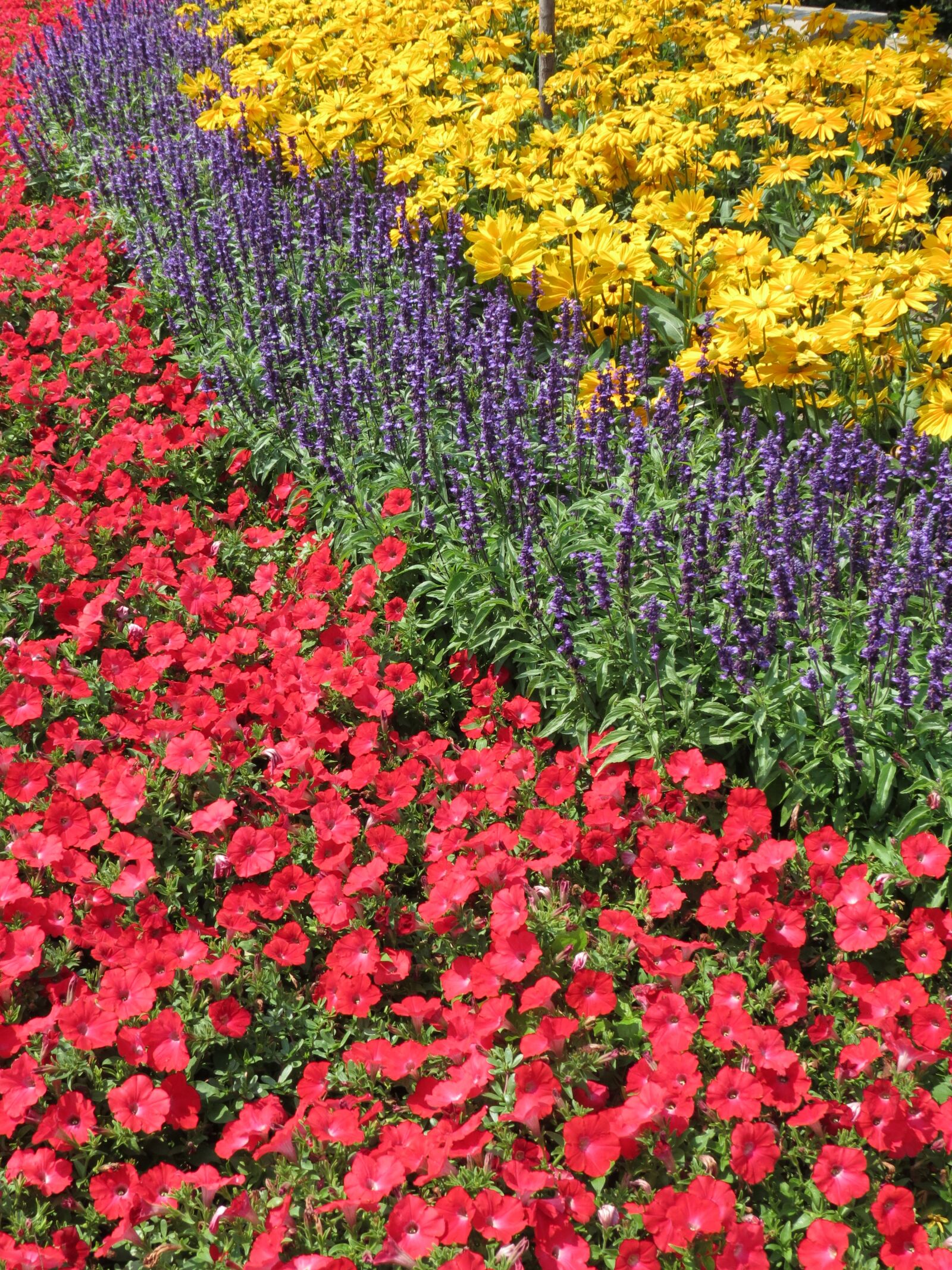 Canon PowerShot SX40 HS sample photo. Flowers, garden, spring photography