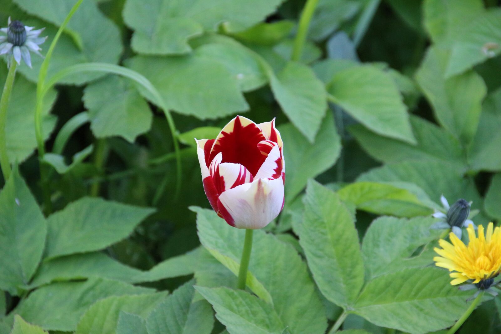 Canon EOS 700D (EOS Rebel T5i / EOS Kiss X7i) sample photo. Tulip, spring, blossom photography