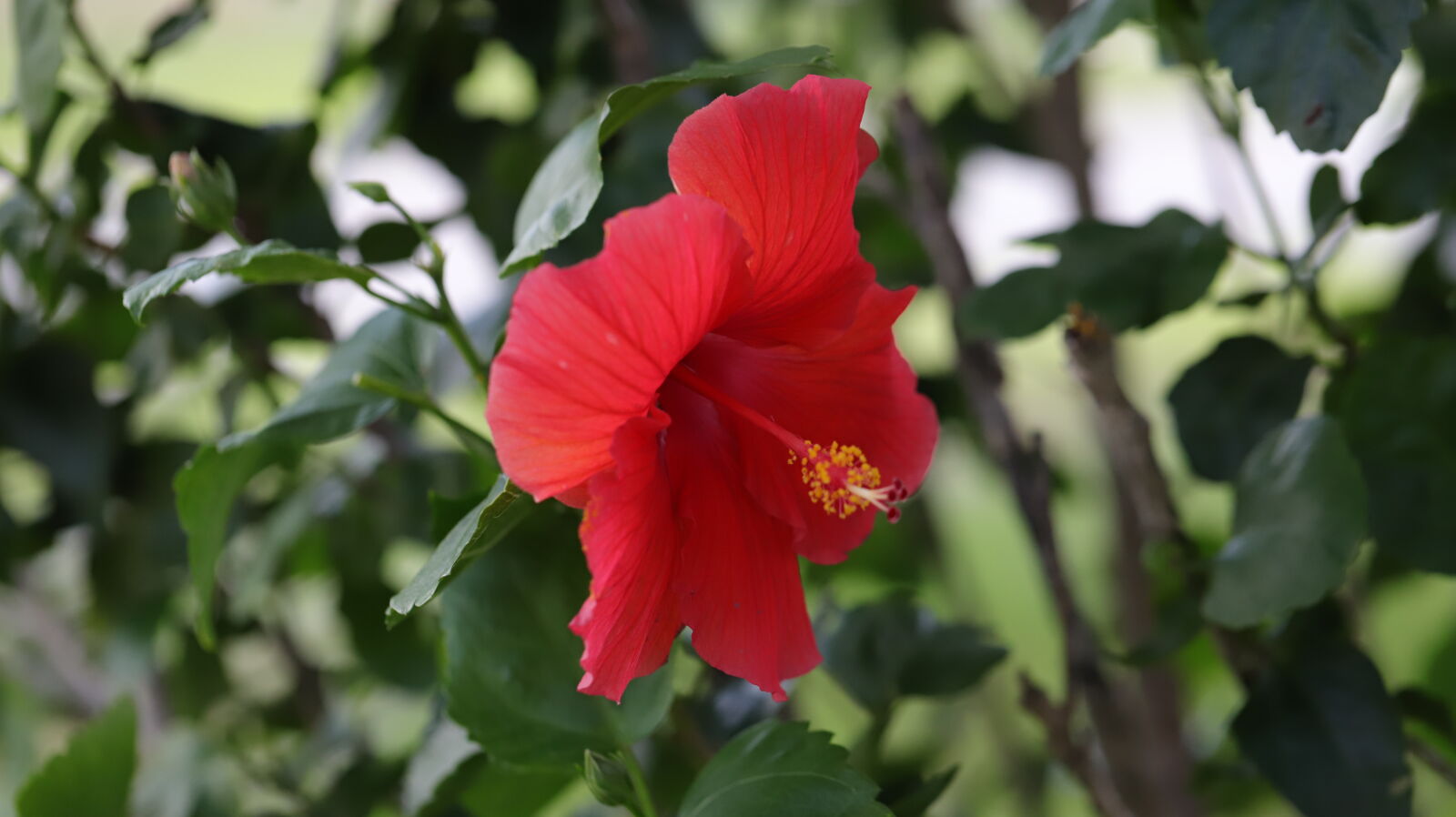 Canon EF 100mm F2.8L Macro IS USM sample photo