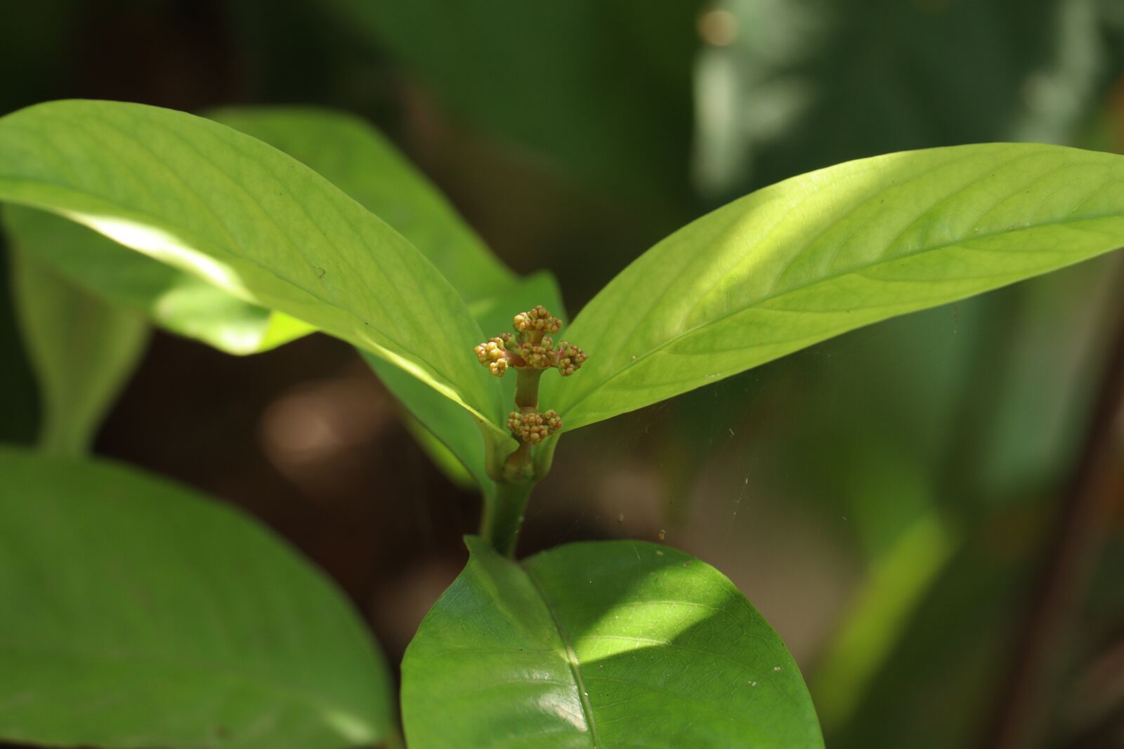 Canon EOS 250D (EOS Rebel SL3 / EOS Kiss X10 / EOS 200D II) sample photo. Ixora, leaf, nature photography