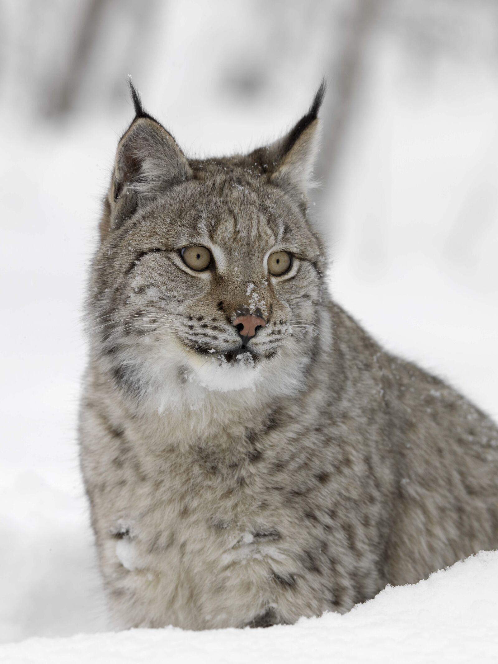 Hasselblad H3DII-31 sample photo. Lynx, nature, snow photography