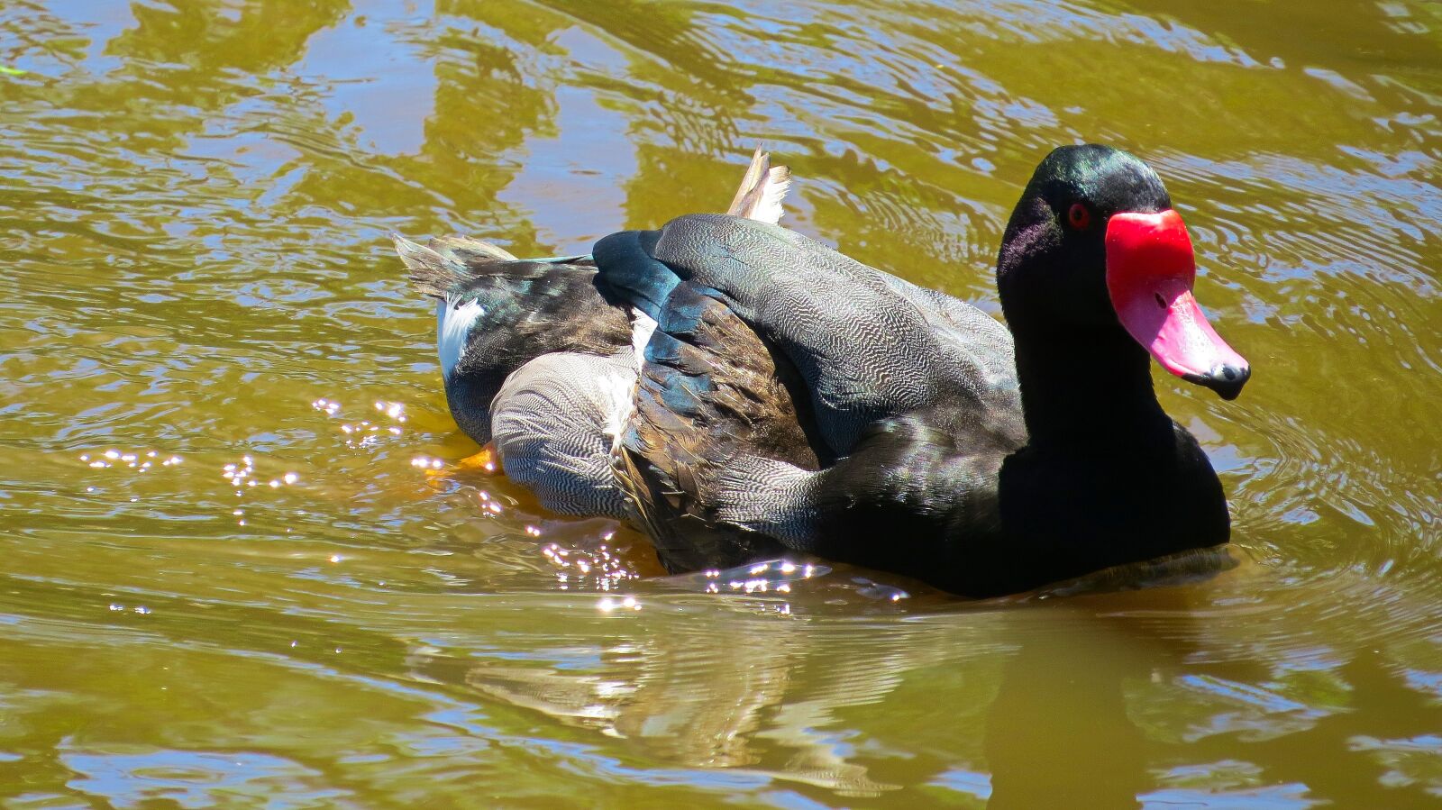 Canon PowerShot SX50 HS sample photo. Mallard, duck, bird photography