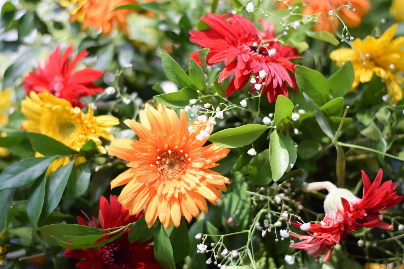 Nikon D5300 sample photo. Flower, nature, red photography
