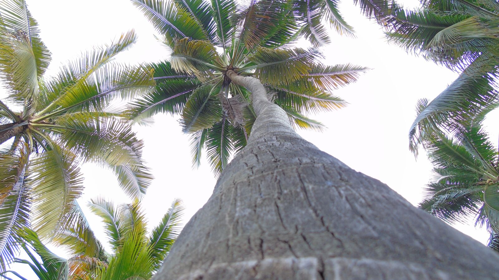 Sony Cyber-shot DSC-H400 sample photo. Palm tree, tree, nature photography