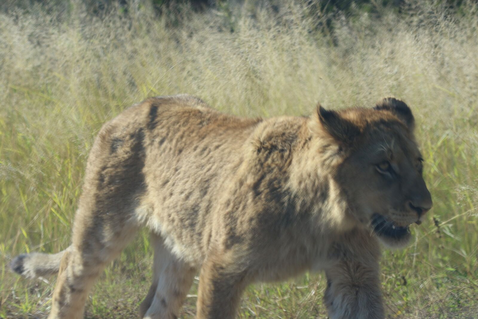Canon EOS 7D Mark II sample photo. Africa, baby, lion, big photography