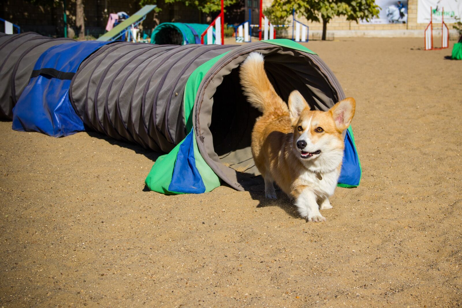 Canon EOS 550D (EOS Rebel T2i / EOS Kiss X4) sample photo. Welsh corgi pembroke, corgi photography