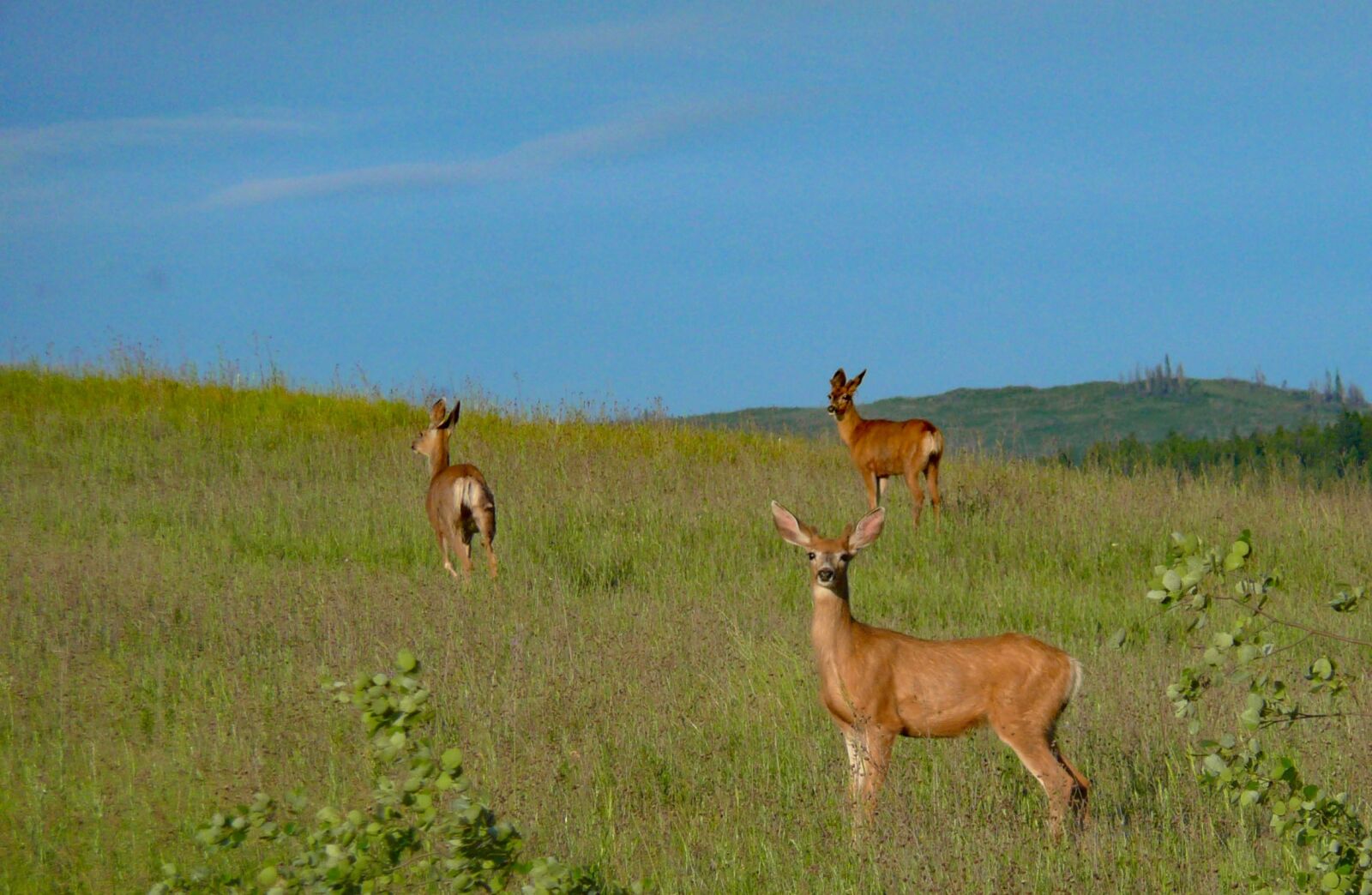 Panasonic DMC-TZ3 sample photo. Deer, wildlife, animals photography