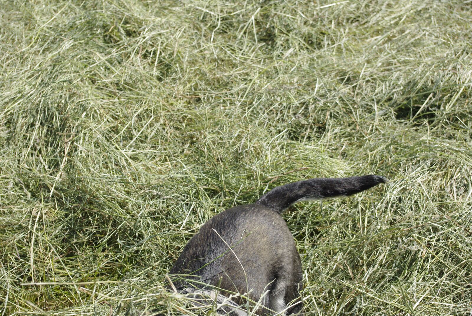Pentax K200D sample photo. Tarmosia, hay, harvest photography
