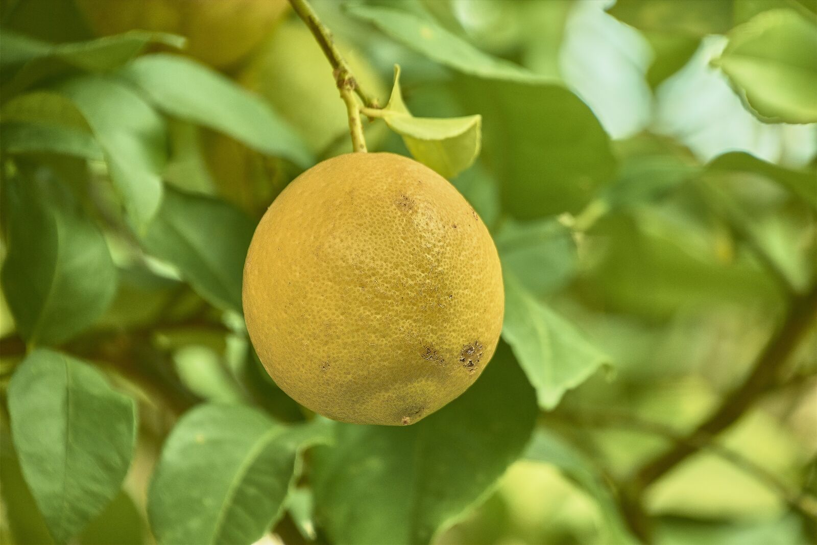 Nikon D7200 sample photo. Lemon, leaves, autumn photography