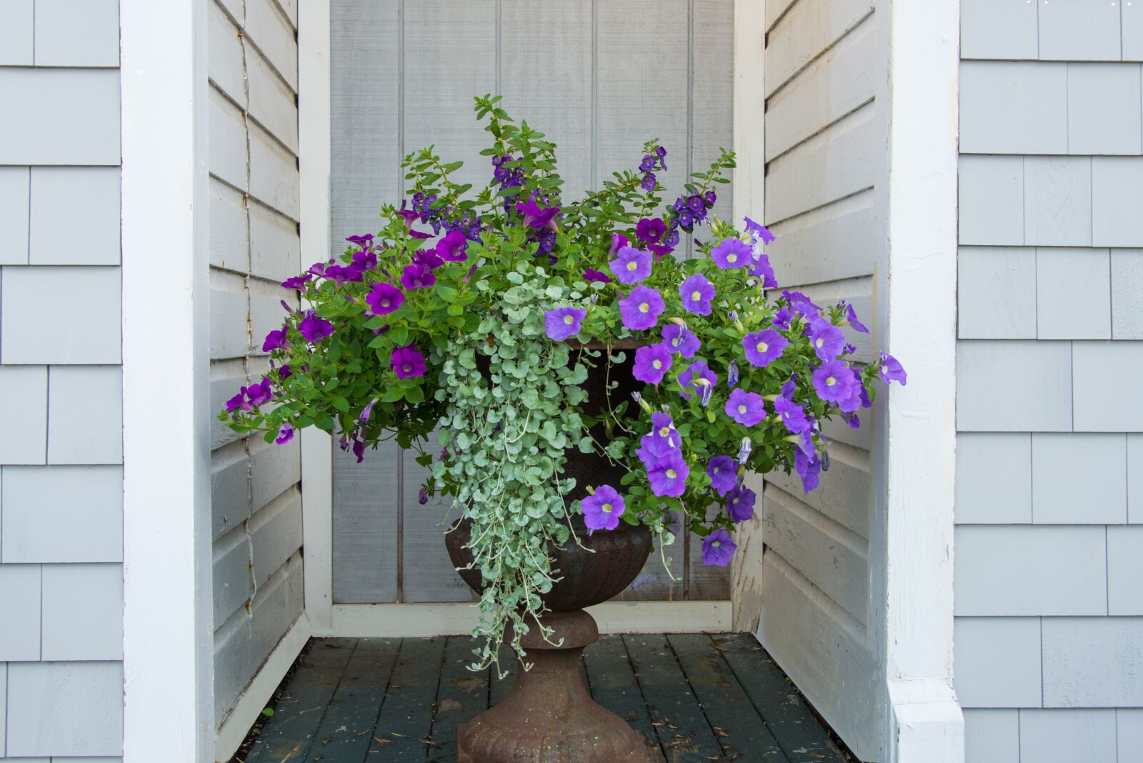 Nikon D800 sample photo. Flowers, old, pot photography