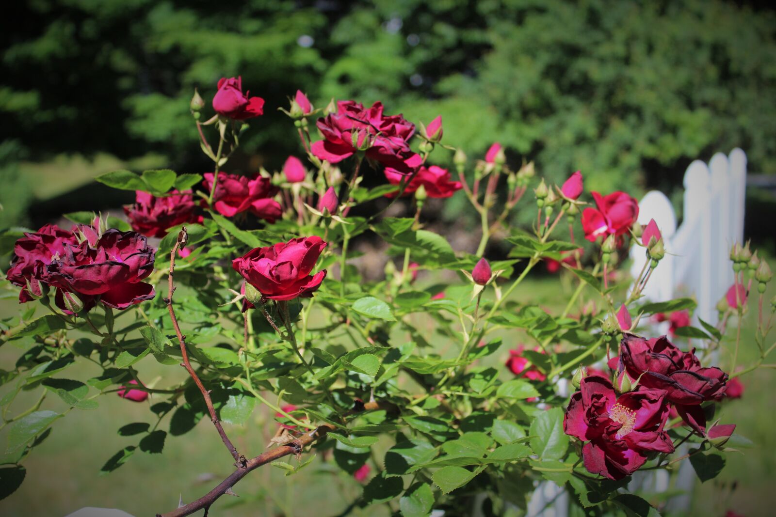 Canon EOS 1200D (EOS Rebel T5 / EOS Kiss X70 / EOS Hi) sample photo. Red, roses, white, fence photography