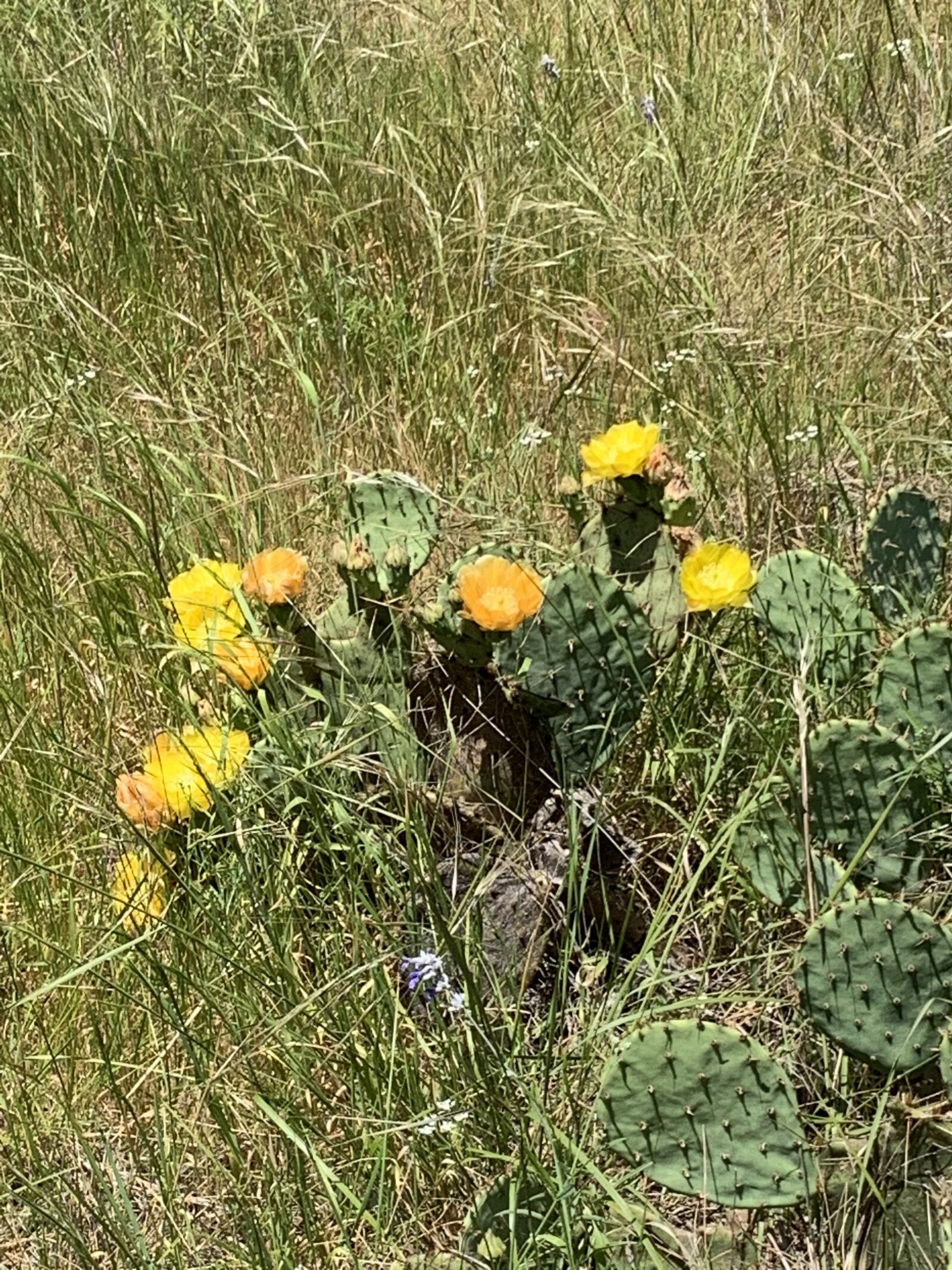 Apple iPhone XR sample photo. Yellow, cactus, bloom photography