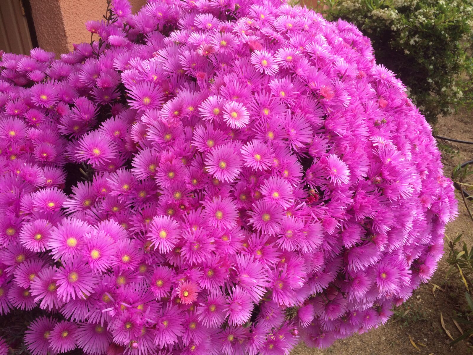 iPhone 5s back camera 4.15mm f/2.2 sample photo. Flower, bouquet, pink photography