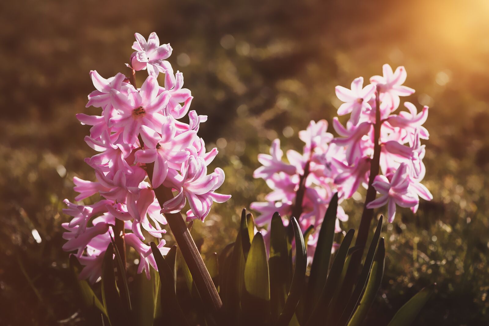 Nikon D750 sample photo. Hyacinth, flower, flowers photography
