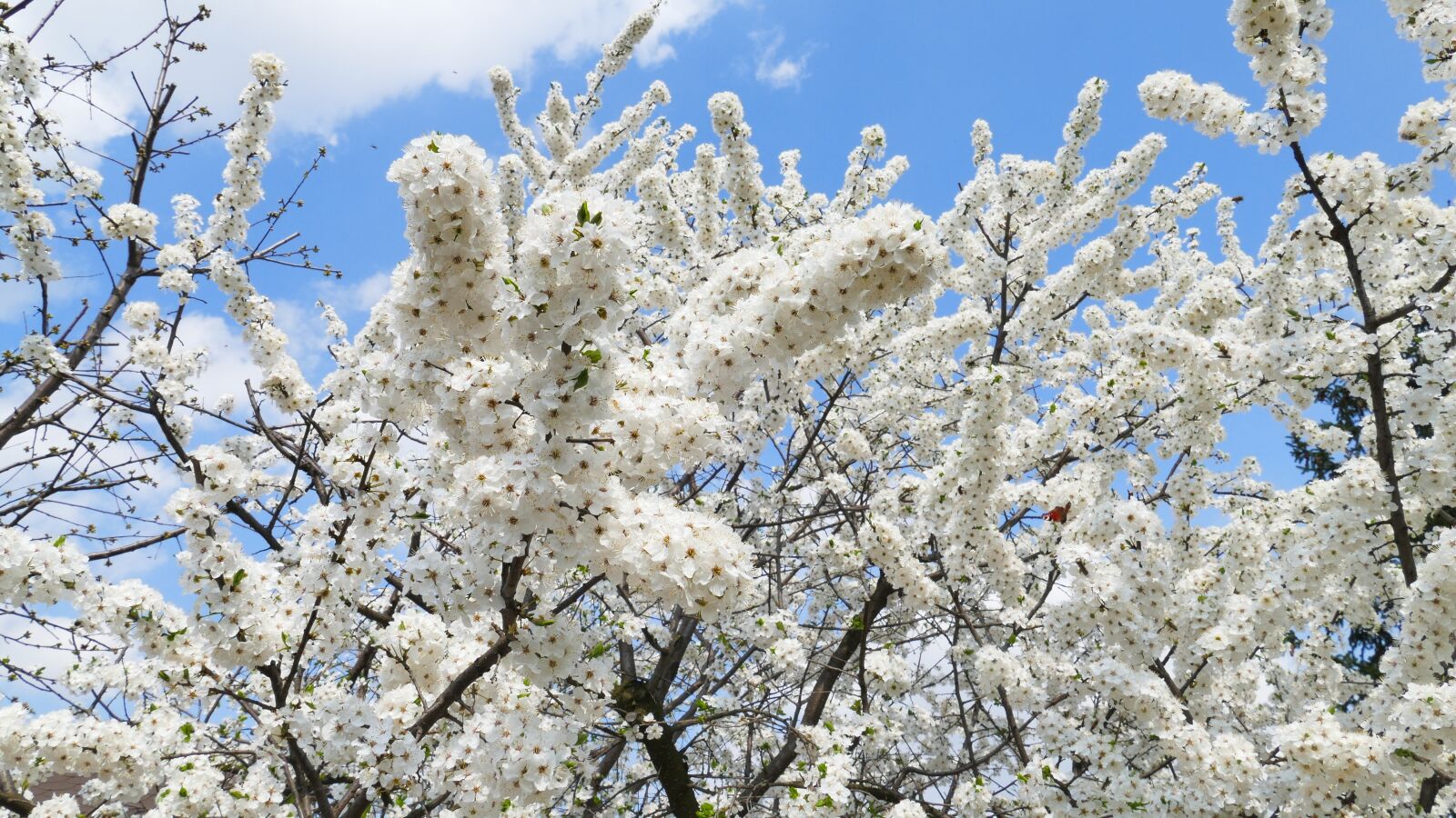 Panasonic Lumix DMC-FZ1000 sample photo. Sakura, mirabelka, flowers photography