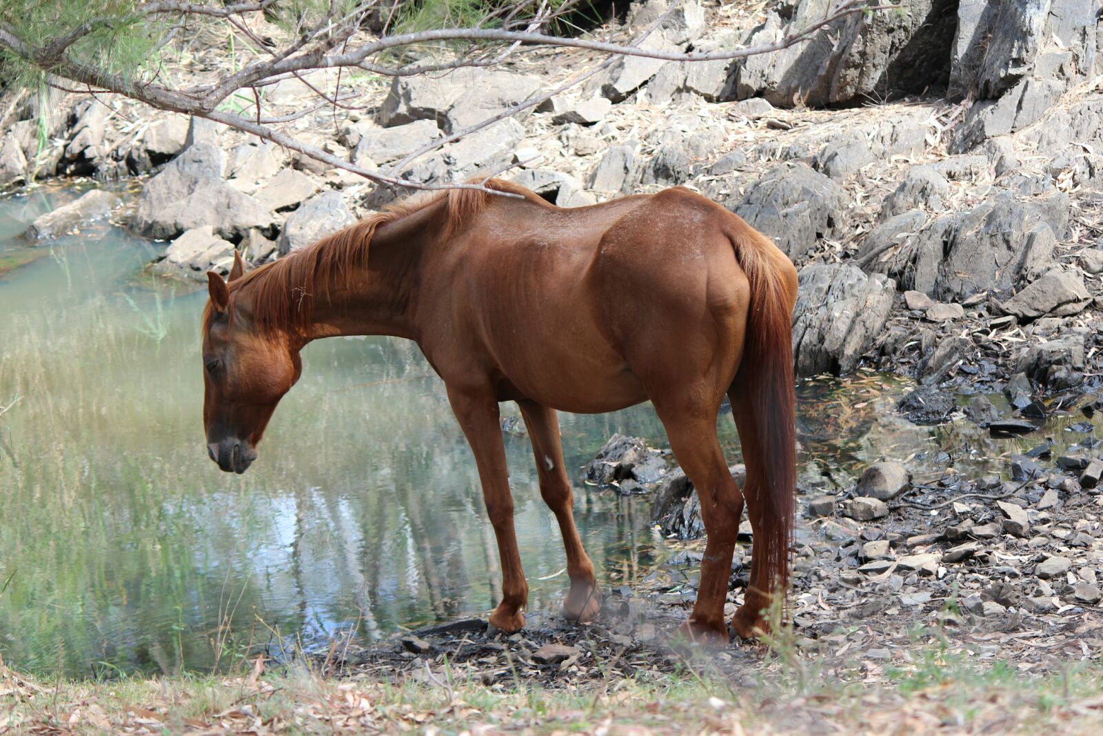 Canon EOS 600D (Rebel EOS T3i / EOS Kiss X5) sample photo. Horse, waterhole, rural photography