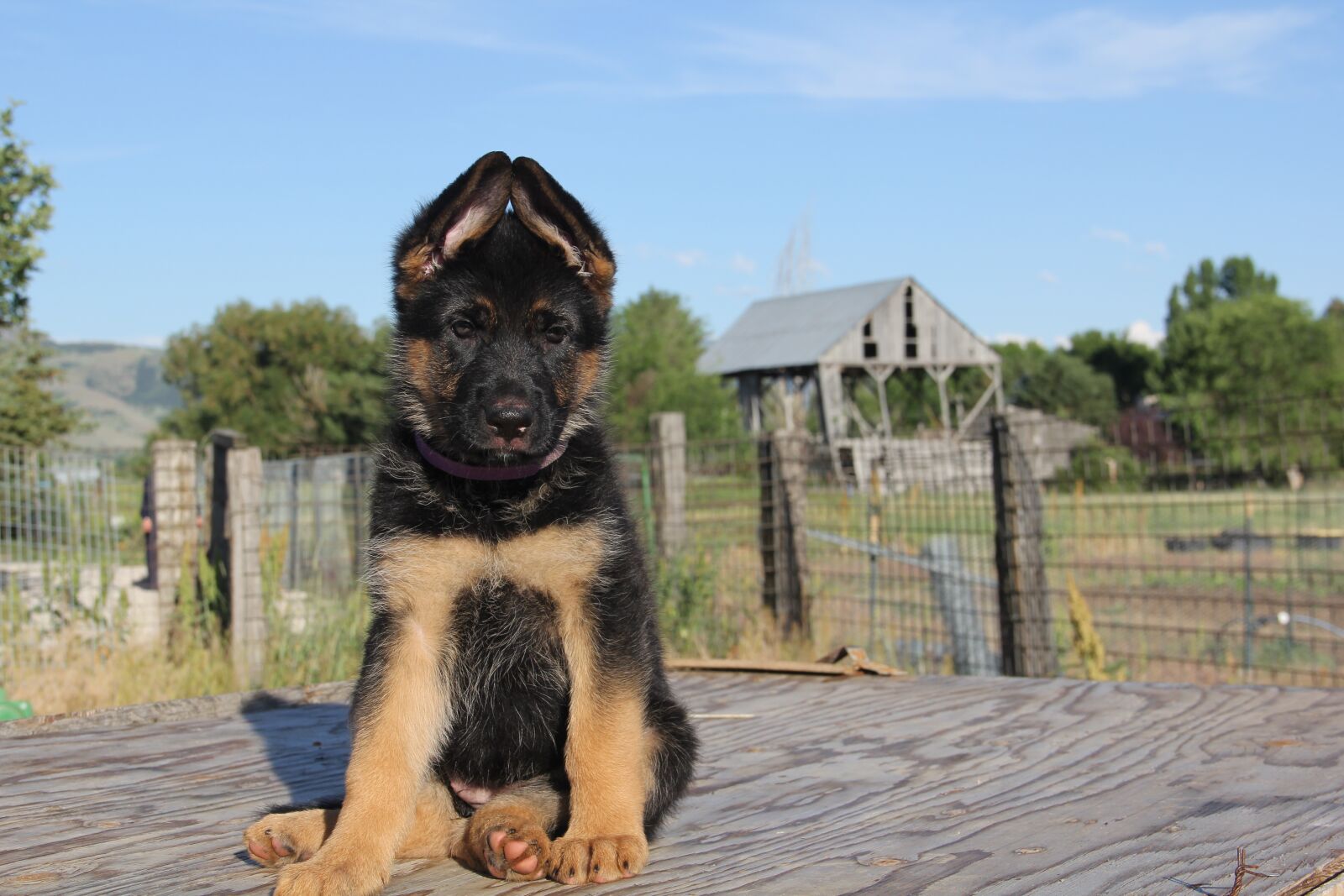 Canon EOS 60D sample photo. German shepherd, german shepherd photography
