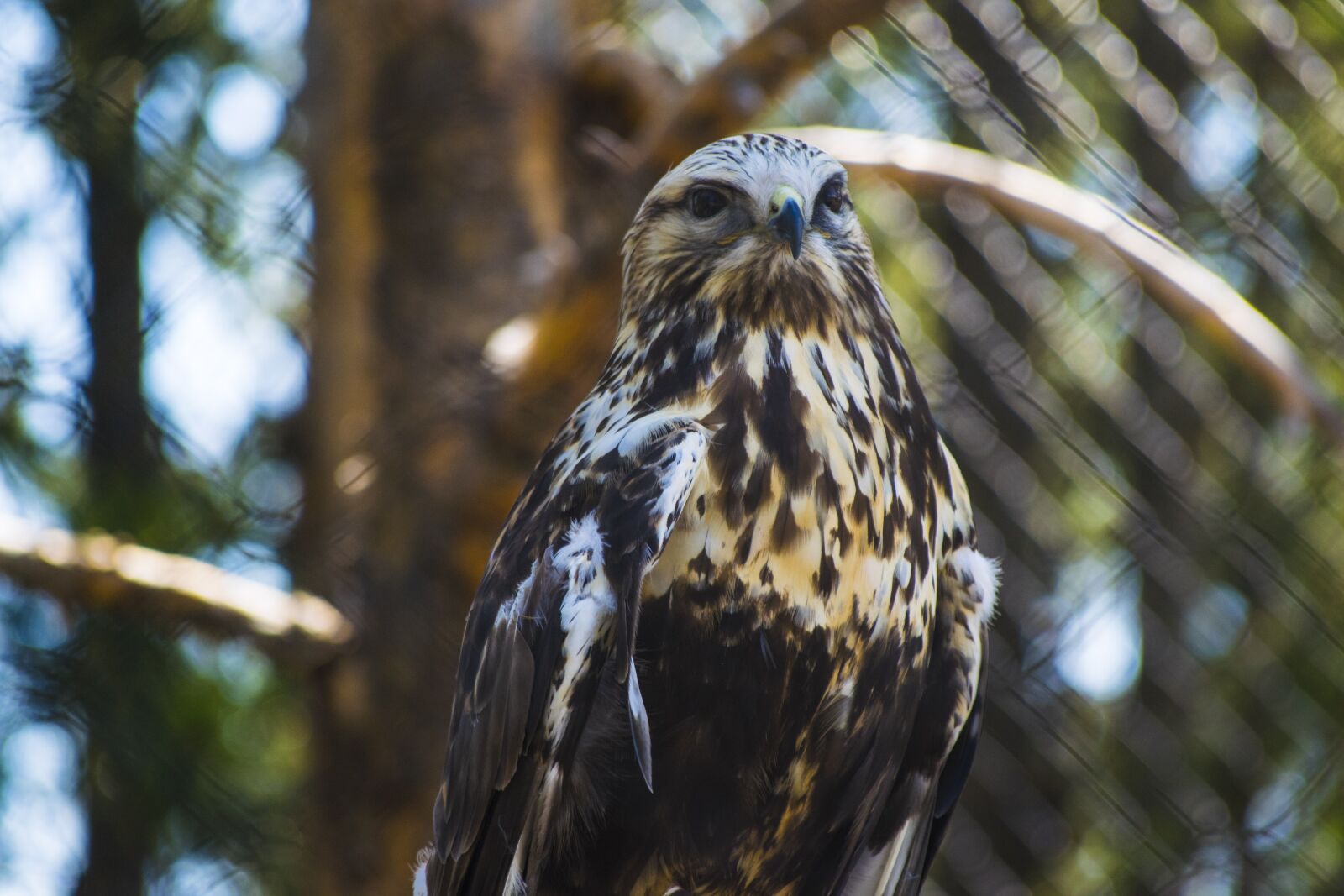 Nikon D3300 sample photo. Falcon, zoo, sanctuary photography