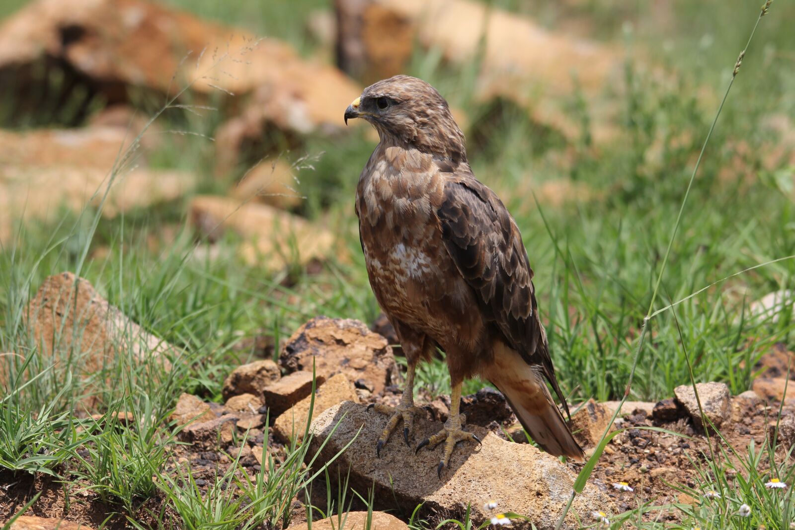 Canon EOS 60D sample photo. Steppe buzzard, raptor, birds photography