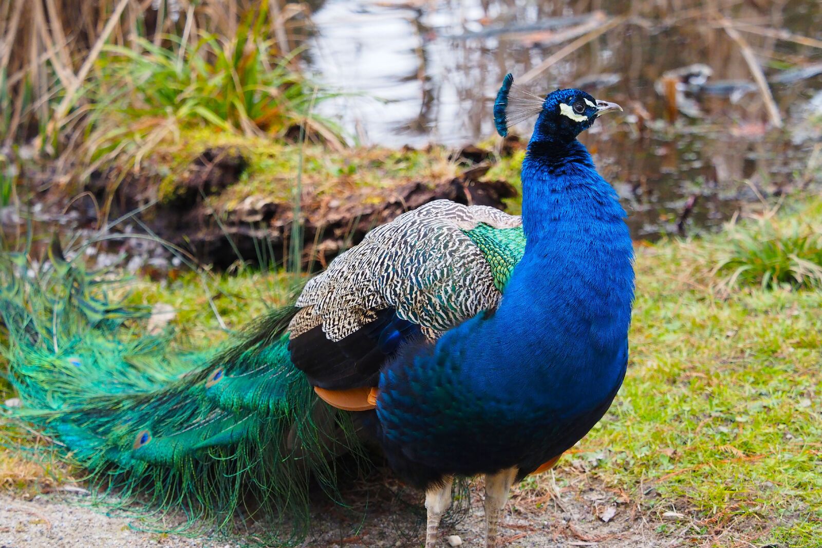 Olympus OM-D E-M1 + Olympus M.Zuiko Digital ED 40-150mm F2.8 Pro sample photo. Peacock blue, birds, peacock photography