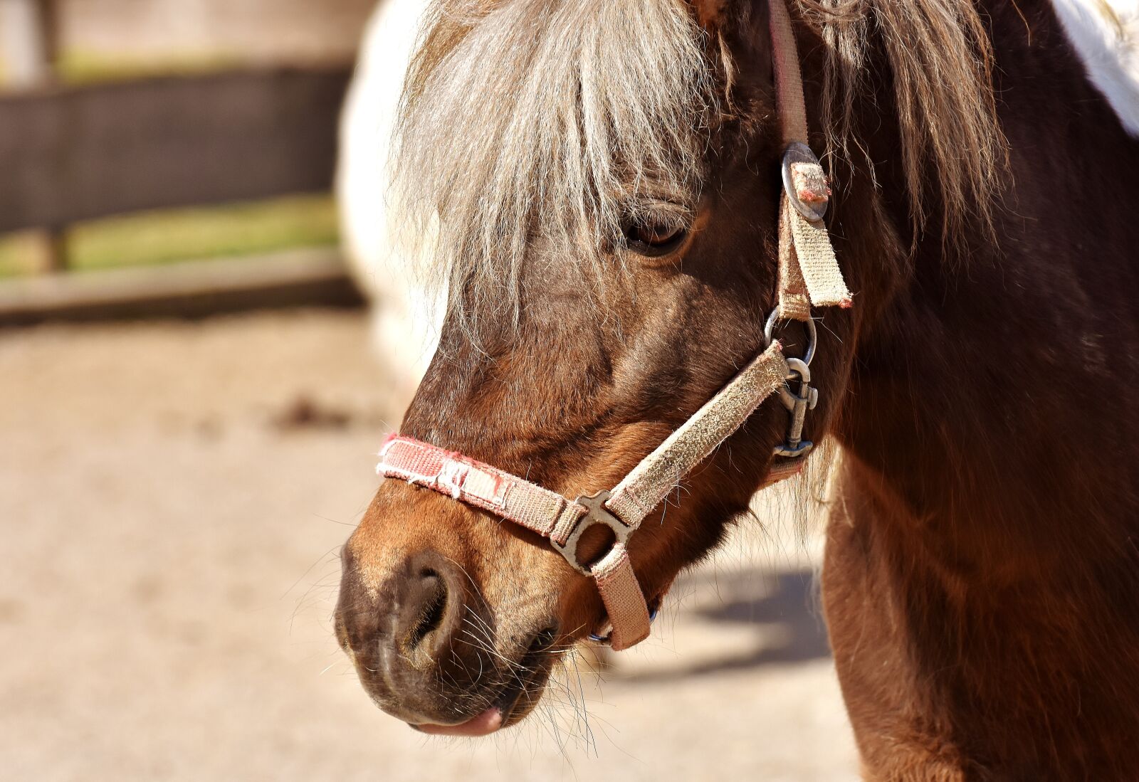 Nikon D7200 sample photo. Pony, horse, brown photography