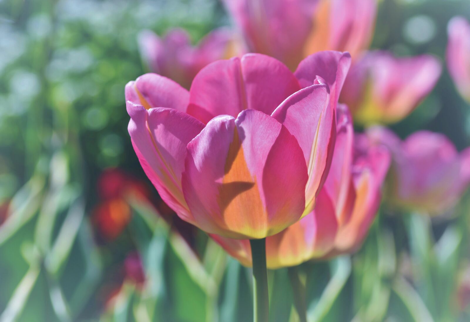 Nikon D7200 sample photo. Tulip, tulip field, blossom photography