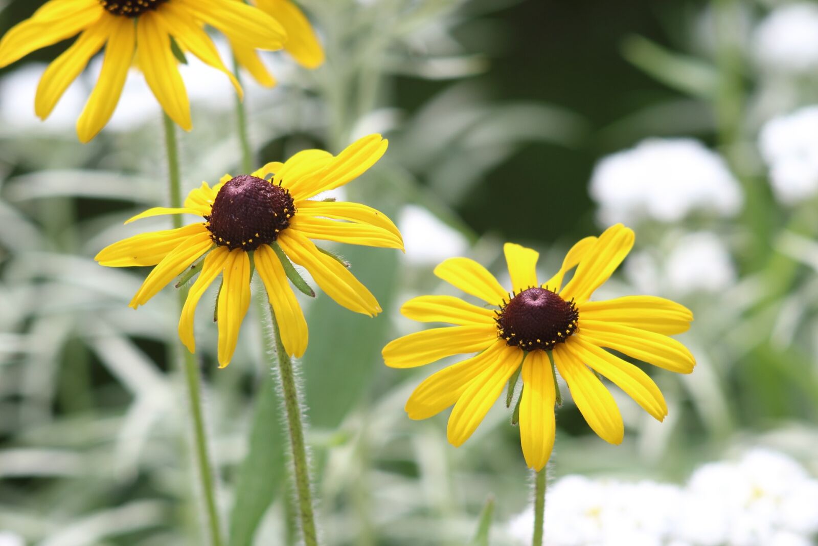 Canon EOS 1200D (EOS Rebel T5 / EOS Kiss X70 / EOS Hi) sample photo. Flower, nature, plant photography